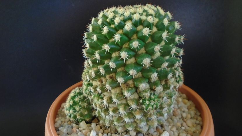 Mammillaria voburnensis ssp. eichlamii - Cactusi 2020 - catalogare 3