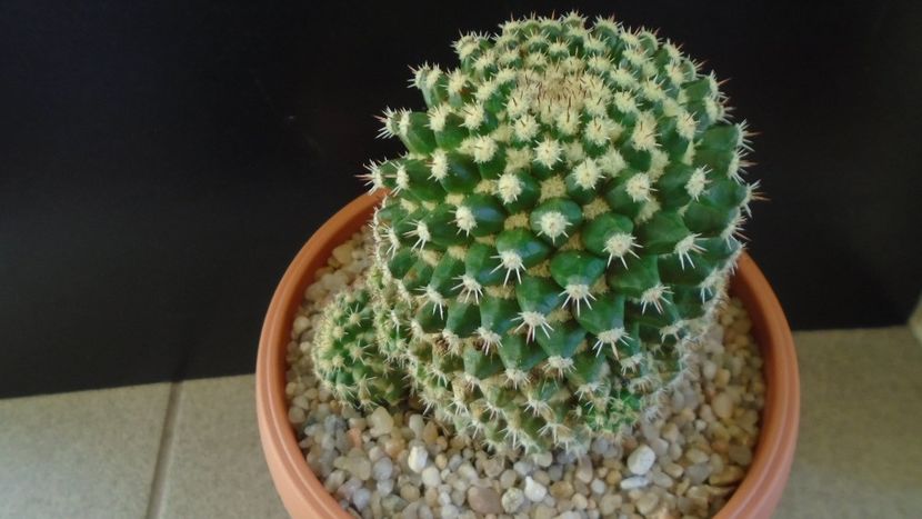 Mammillaria voburnensis ssp. eichlamii - Cactusi 2020 - catalogare 3