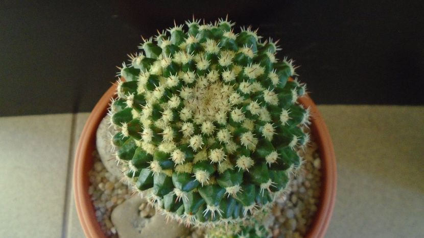 Mammillaria voburnensis ssp. eichlamii - Cactusi 2020 - catalogare 3