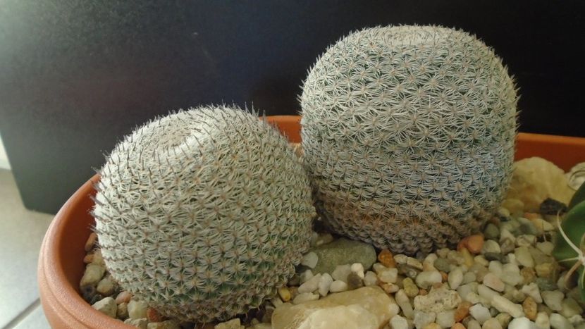 Mammillaria perbella cv. superfina - Cactusi 2020 - catalogare 3