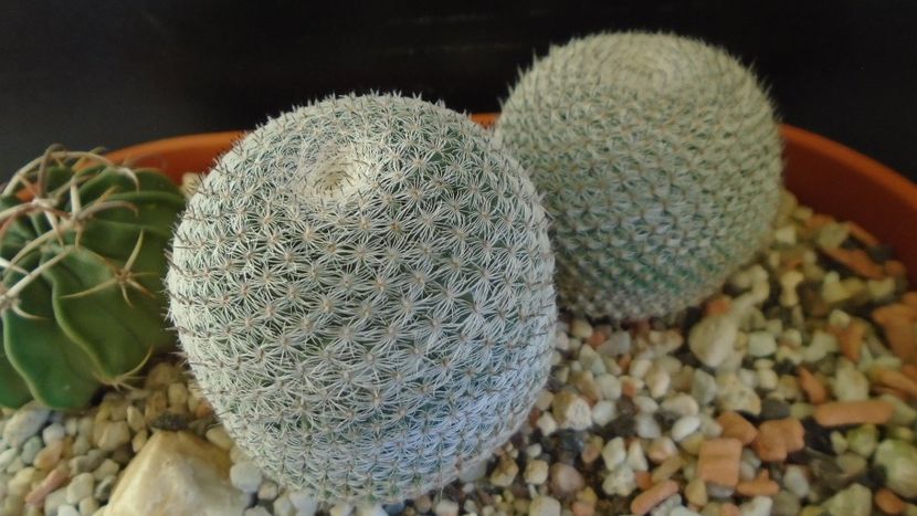 Mammillaria perbella cv. superfina - Cactusi 2020 - catalogare 3