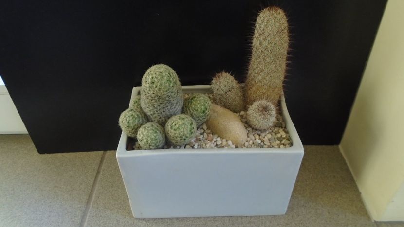 Mammillaria schiedeana ssp. giselae & Mammillaria microhelia - Cactusi 2020 - catalogare 3