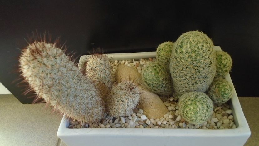 Mammillaria schiedeana ssp. giselae & Mammillaria microhelia - Cactusi 2020 - catalogare 3