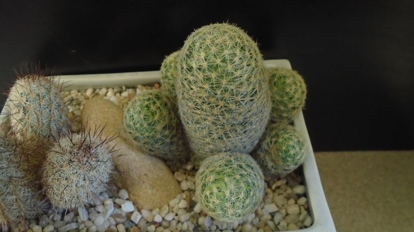 Mammillaria schiedeana ssp. giselae & Mammillaria microhelia - Cactusi 2020 - catalogare 3