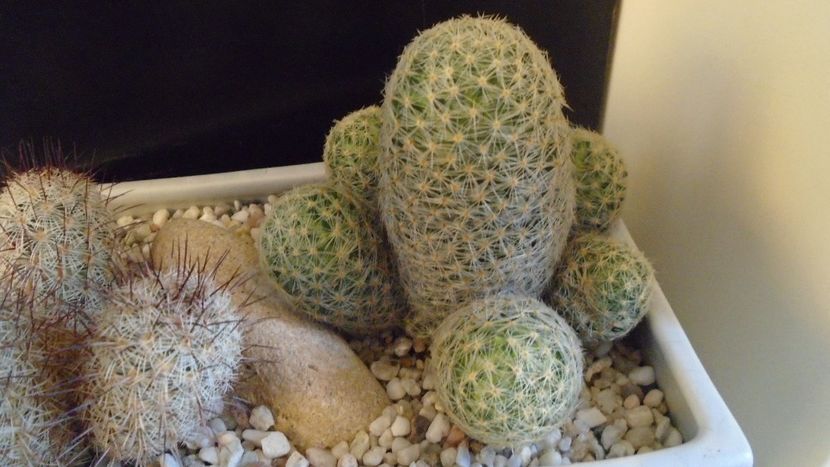 Mammillaria schiedeana ssp. giselae - Cactusi 2020 - catalogare 3