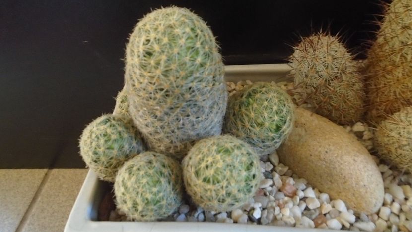 Mammillaria schiedeana ssp. giselae - Cactusi 2020 - catalogare 3