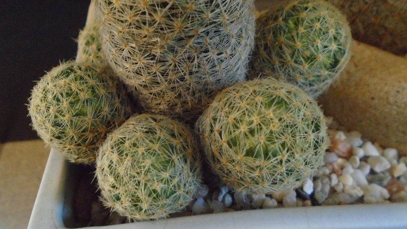 Mammillaria schiedeana ssp. giselae - Cactusi 2020 - catalogare 3
