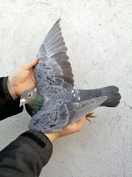 82728220_2908092779269796_4004594585866076160_o - Fosti porumbei