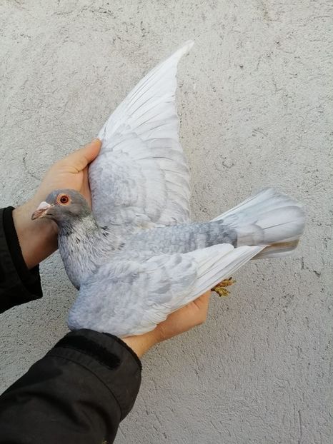 82789515_2908088792603528_7966545785774931968_o - Fosti porumbei