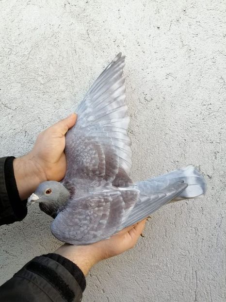 82832904_2908088692603538_8391773451026694144_o - Fosti porumbei