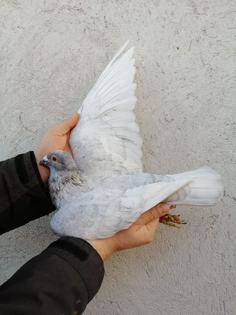 83290095_2908092505936490_7794935432545828864_o - Fosti porumbei