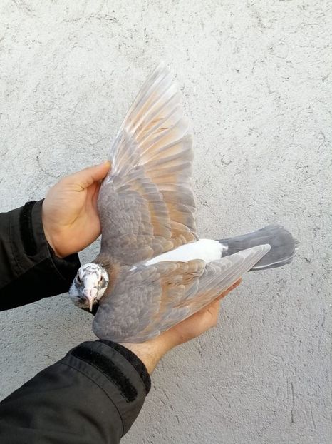 83439385_2908093675936373_1890722312542486528_o - Fosti porumbei