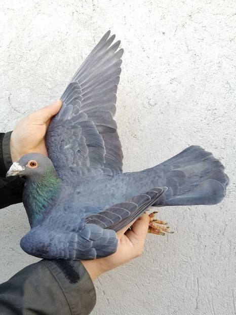 83712082_2908093472603060_2567645373556326400_o - Fosti porumbei