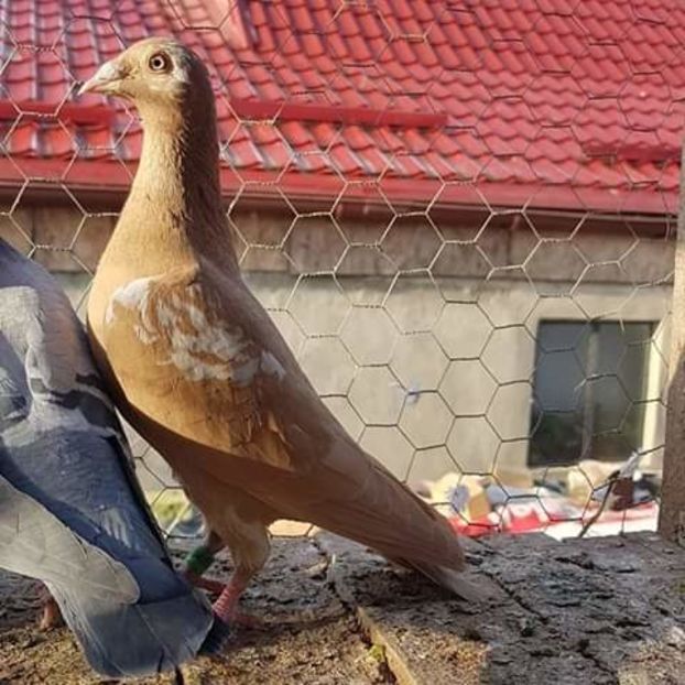  - NU AMI APARTIN 2020