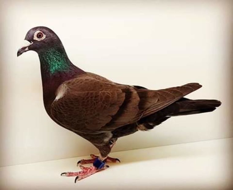  - NU AMI APARTIN 2020