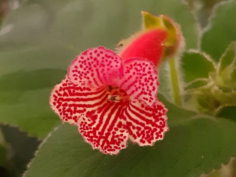 BriD’s Rodica aus Sibiu - Achi din semințe BriDs 2019