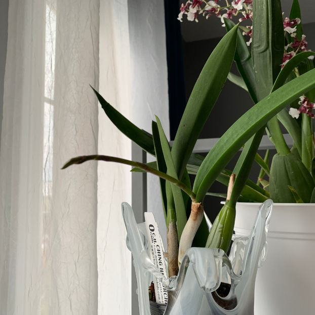  - Plante de interior 2020