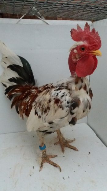 vandut 100buc - De vanzare gainuse mi de flori