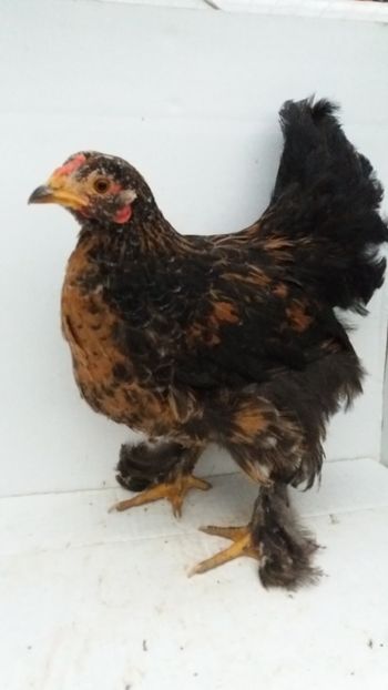 Vandut - De vanzare gainuse mi de flori