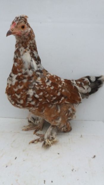 vanduta - De vanzare gainuse mi de flori