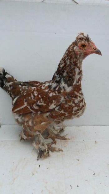 vanduta - De vanzare gainuse mi de flori