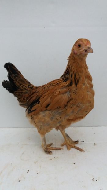 vanduta - De vanzare gainuse mi de flori