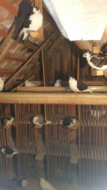  - -Matca 2019 jucatori de galati