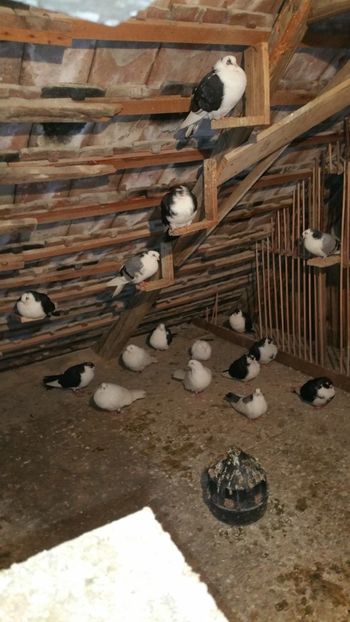  - -Matca 2019 jucatori de galati