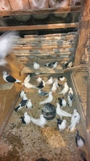  - -Matca 2019 jucatori de galati