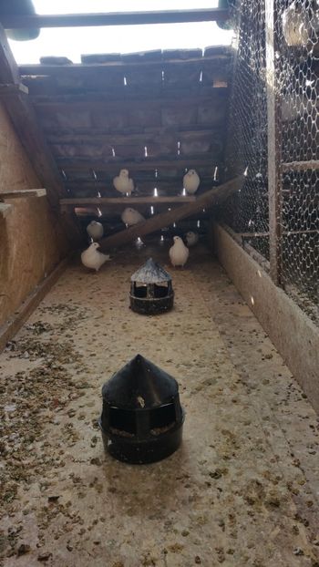  - -Matca 2019 jucatori de galati