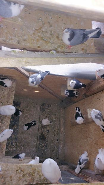  - -Matca 2019 jucatori de galati