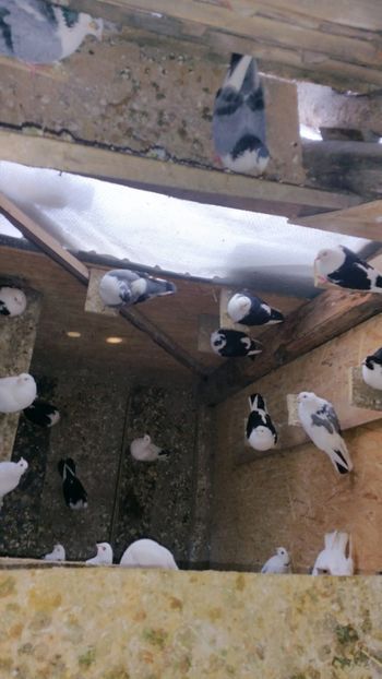  - -Matca 2019 jucatori de galati