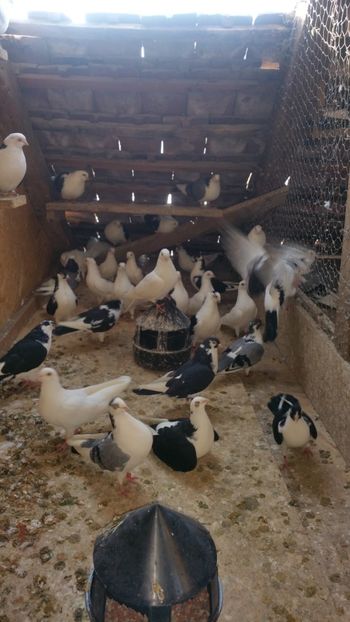  - -Matca 2019 jucatori de galati