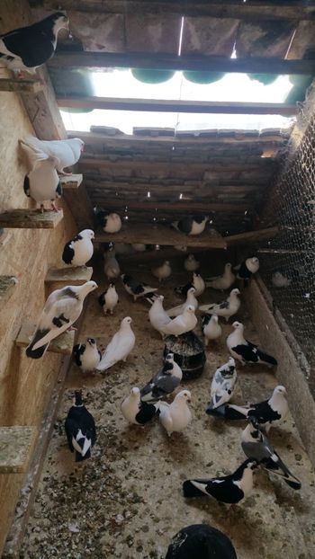  - -Matca 2019 jucatori de galati