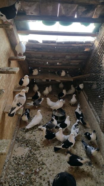  - -Matca 2019 jucatori de galati