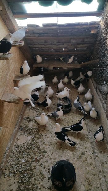  - -Matca 2019 jucatori de galati