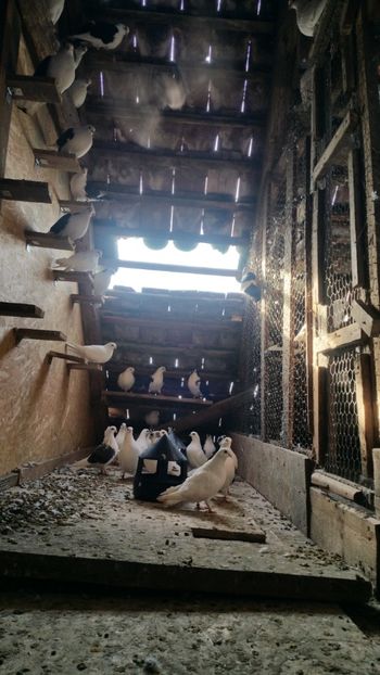  - -Matca 2019 jucatori de galati