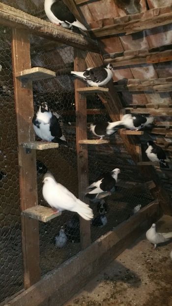  - -Matca 2019 jucatori de galati