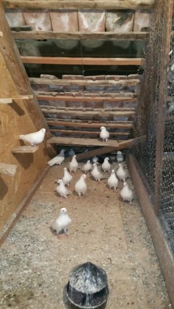  - -Matca 2019 jucatori de galati