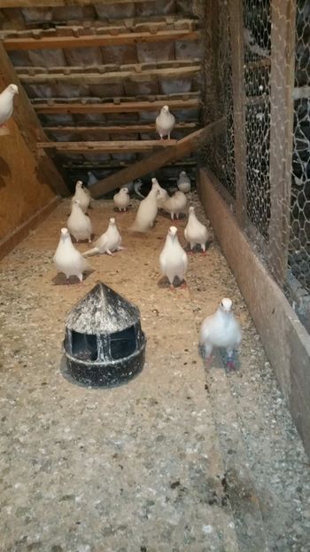  - -Matca 2019 jucatori de galati