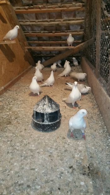  - -Matca 2019 jucatori de galati