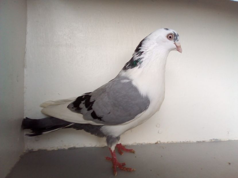  - PORUMBEI CARE MI AU APARTINUT