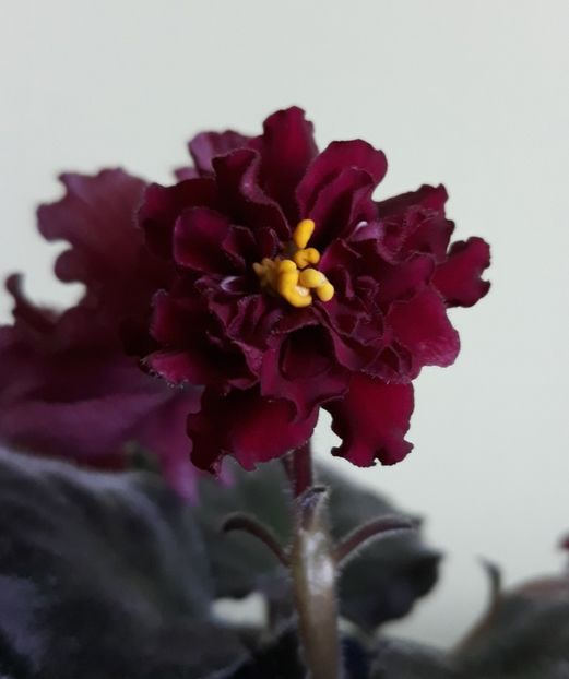  - Le Ognennyi Tsvetok