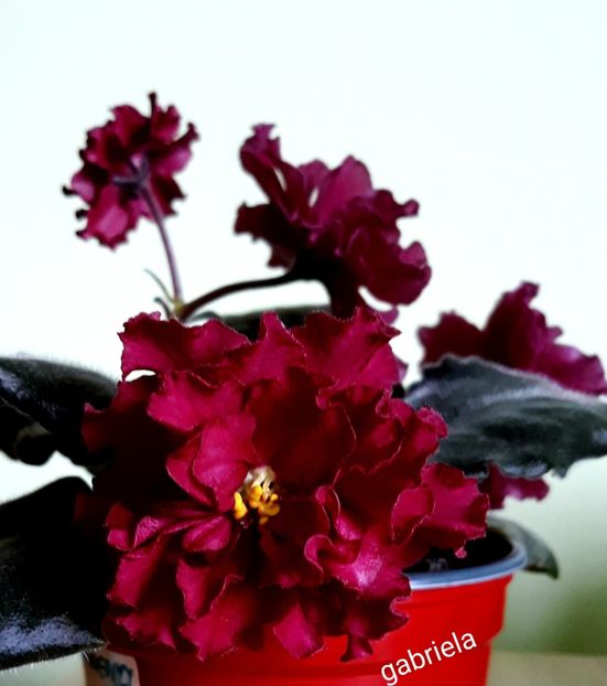  - Le Ognennyi Tsvetok