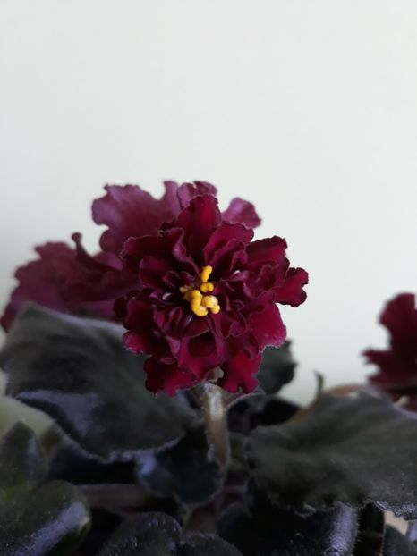  - Le Ognennyi Tsvetok