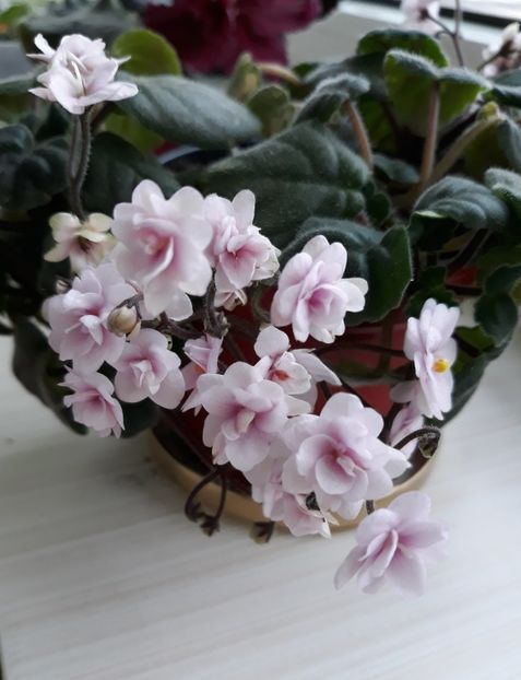  - Rob-s Vanilla Trail