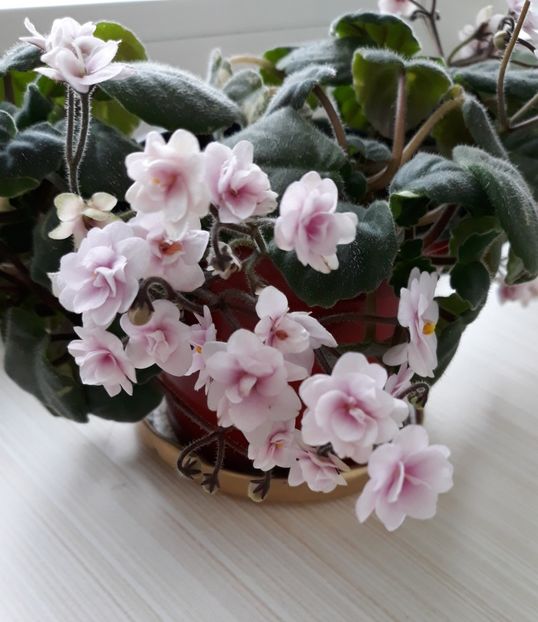  - Rob-s Vanilla Trail