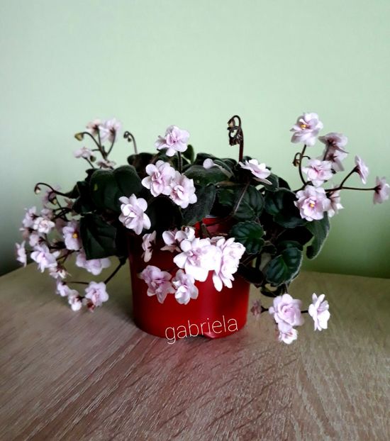  - Rob-s Vanilla Trail