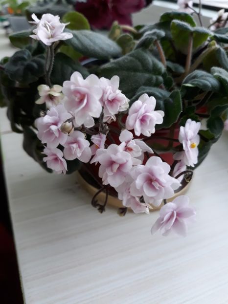  - Rob-s Vanilla Trail