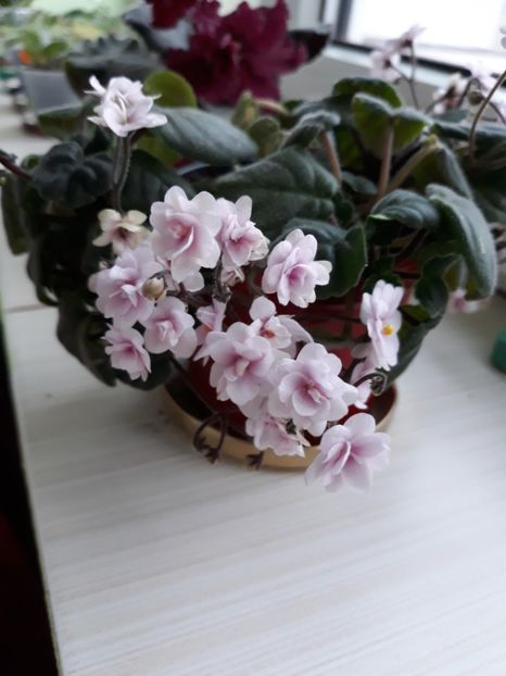  - Rob-s Vanilla Trail